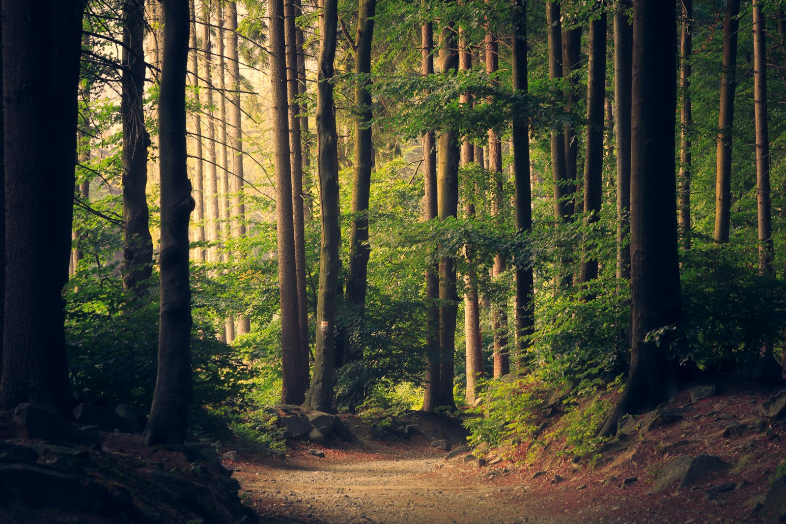 Bosc frondós que representa la captació de carboni