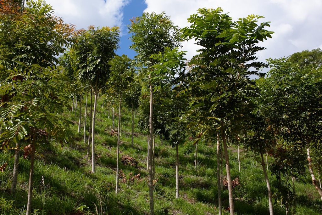 [PLA.06] Suelos y cierre: planes de descontaminación, restauración y garantías financieras (LRMA)