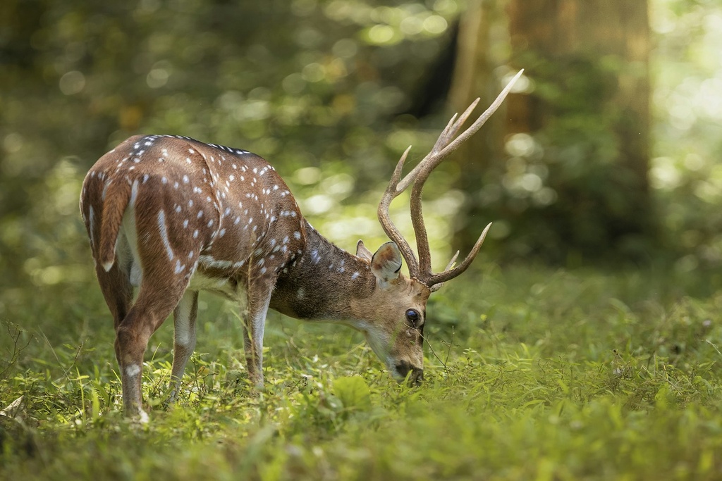 [PRO.07] Medi natural: fauna, flora, biodiversitat i capacitat d'acollida